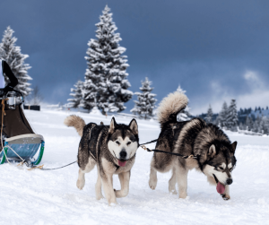 Dog Sledding