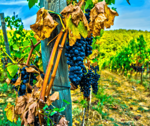 Wine Route in Rhineland Palatinate