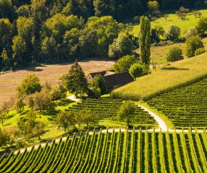 Carpathian Wine Route