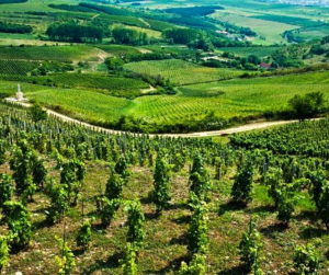 Eger Wine Region