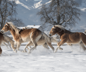 Ebbs Haflinger Foal Farm - Heritage Hotels of Europe