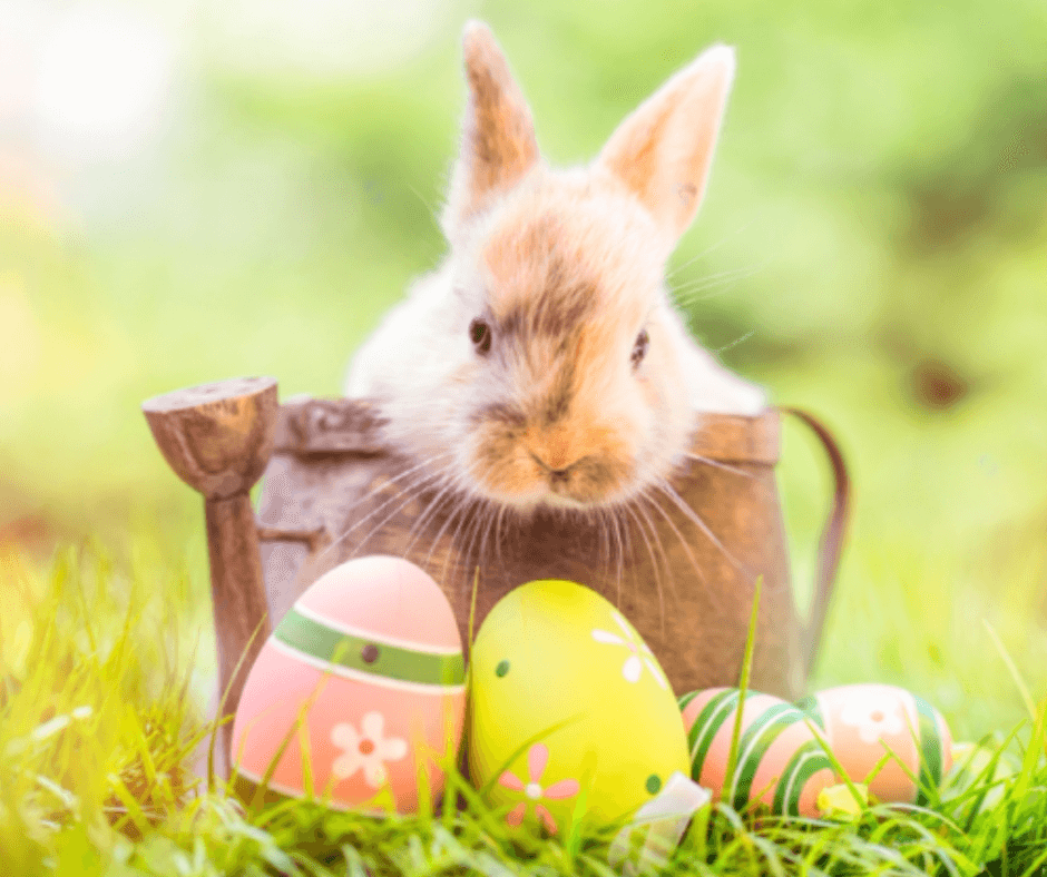Germany's Easter Hare