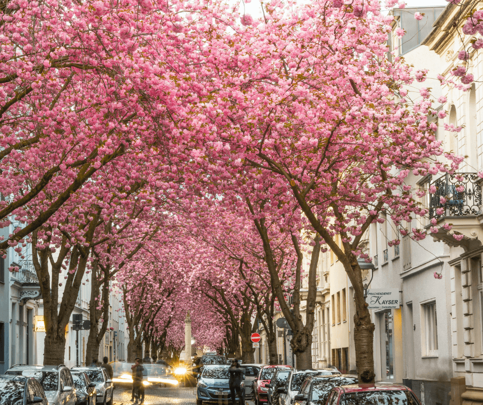 Germany_ Bonn's Floral Wonderland