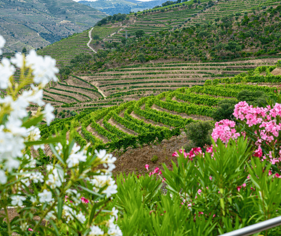 Portugal_ Douro Valley's Blossom Extravaganza