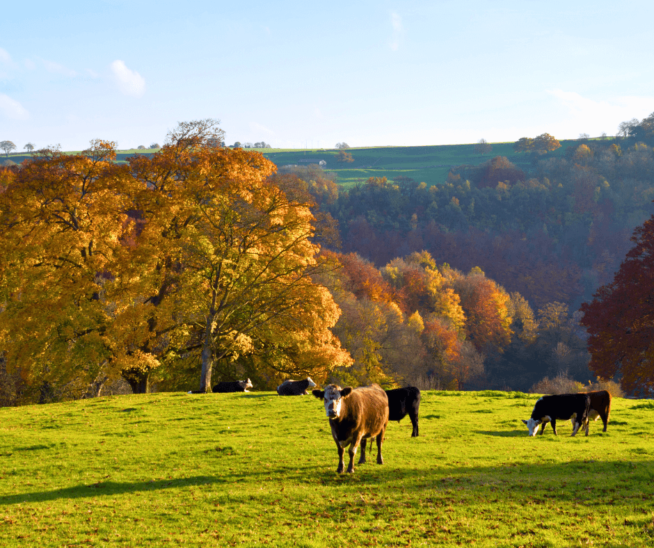 Cotswolds - Autumn in the Cotswolds_ Exploring England's Picturesque Countryside - Bourton-on-the-Water