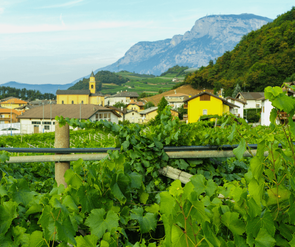 Italy's Grape Harvest_ A Journey Through Tuscany, Trentino Alto Adige, and Piedmont