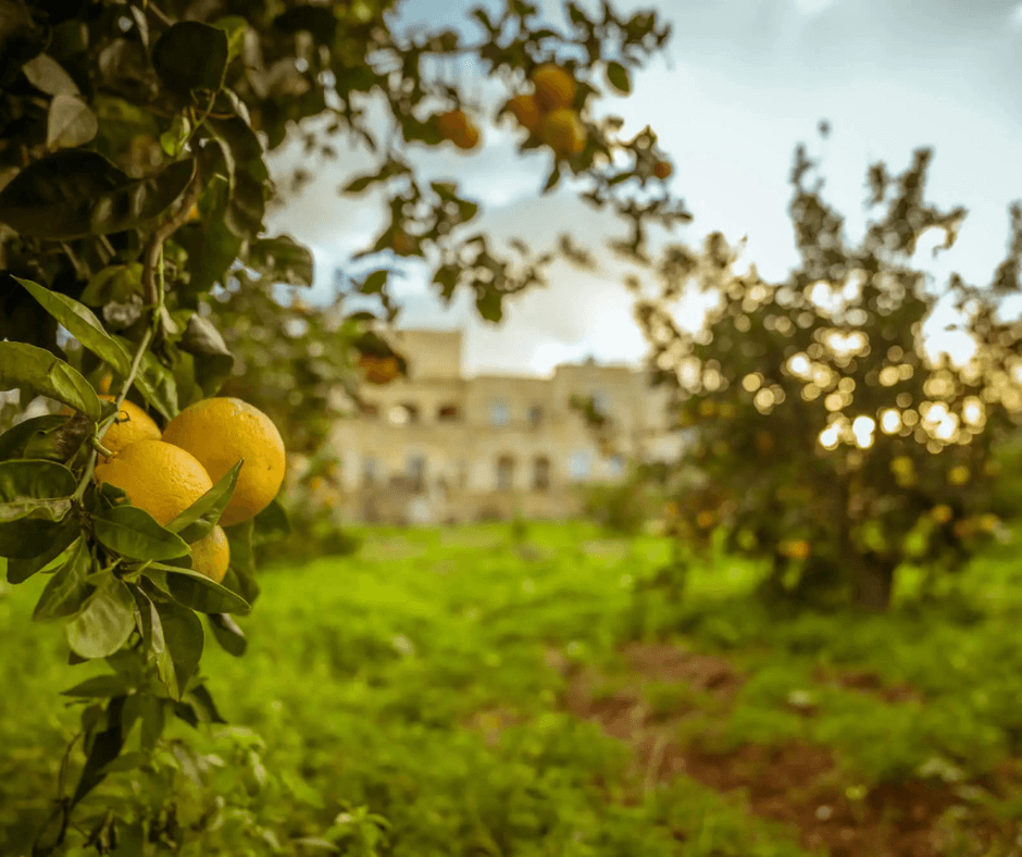 Żabbar's Agricultural Heritage 