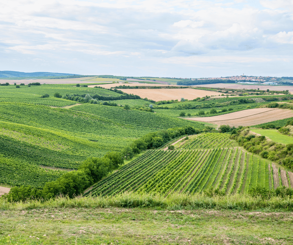 Czech Republic_ Moravian Wine Roads