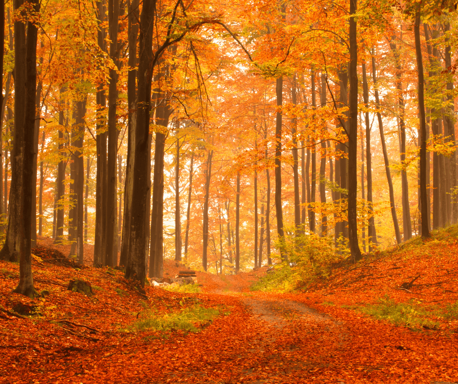 Forest Walks and Amber Landscapes