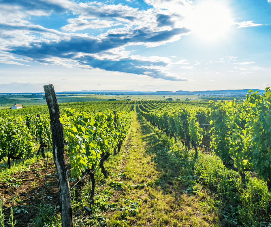 Hungary_ The Golden Glow of Tokaj