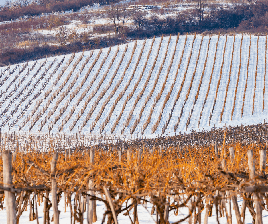 Eastern Slovakia’s Tokaj Wine Region