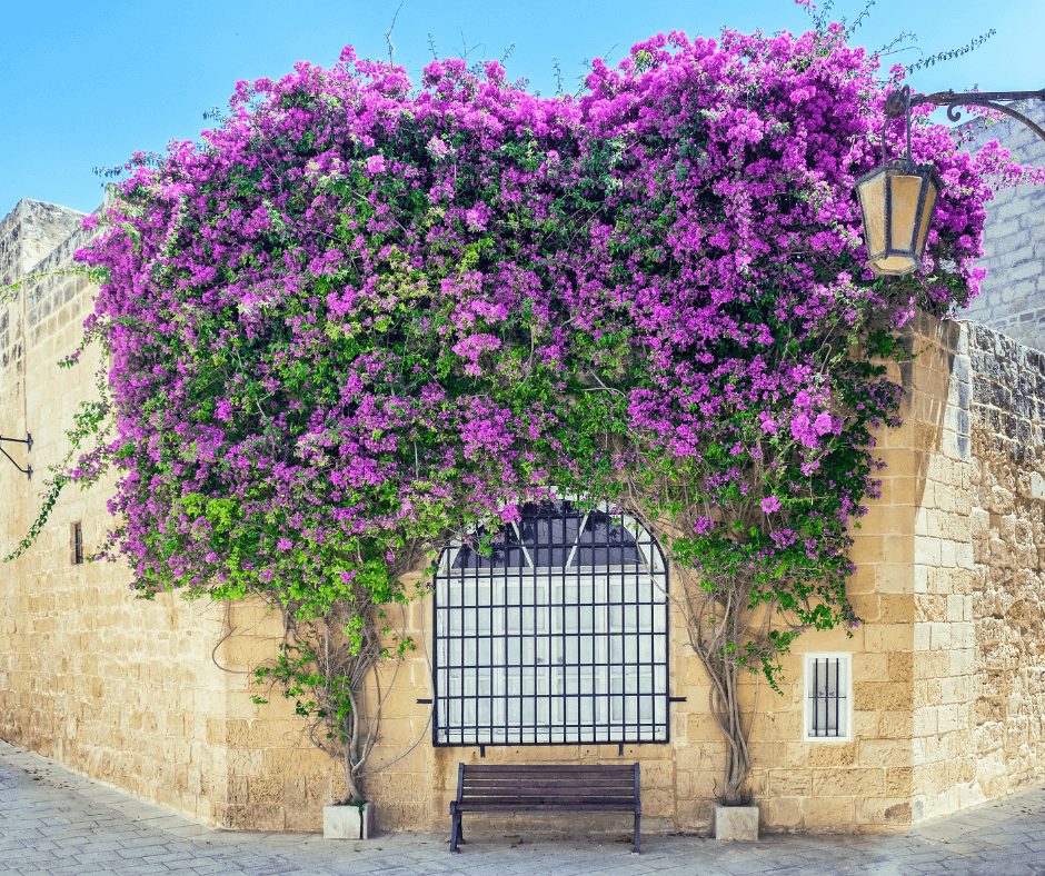Mdina — The Silent City within ancient walls (Malta)